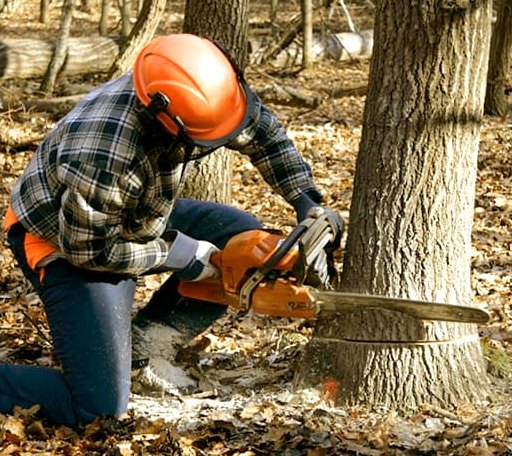Tree Removal in Jansen, NE